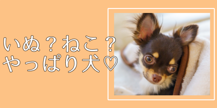 いぬ？ねこ？やっぱ犬♡